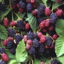 Rubus-fruticosus-’Dirksen’