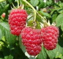 Rubus-idaeus-Aroma-Queen