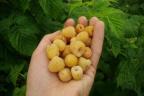 Rubus-ideaus-fall-gold