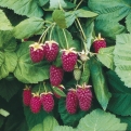 rubus-loganberry