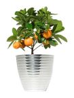 potted citrus tree in a metallic pot, isolated