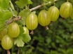 Ribes-grossularia-’Invicta’