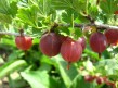 Ribes-grossularia-Hinnomaki-rosu