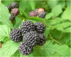 Rubus-idaeus-’Bristol’