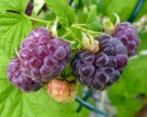 Rubus-idaeus-’Glen-Coe’