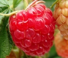 Rubus-idaeus-Willamette