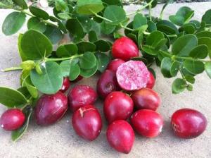 Natal plums Courtesy Gary Gragg